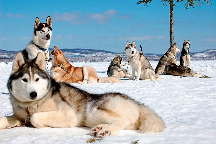 аляскинский хаски