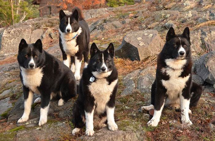 карело финская медвежья лайка