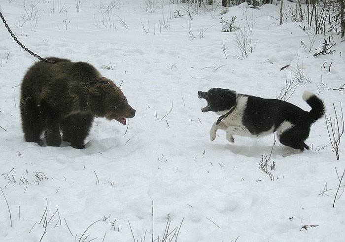 карело финская лайка