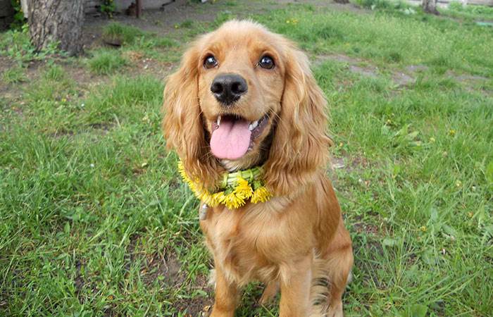 порода собак английский кокер спаниель