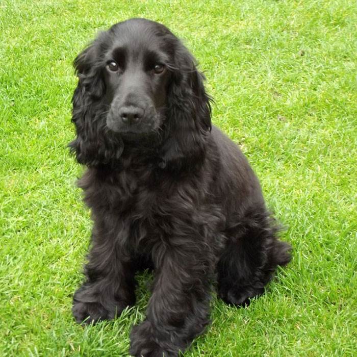 английский кокер спаниель черный