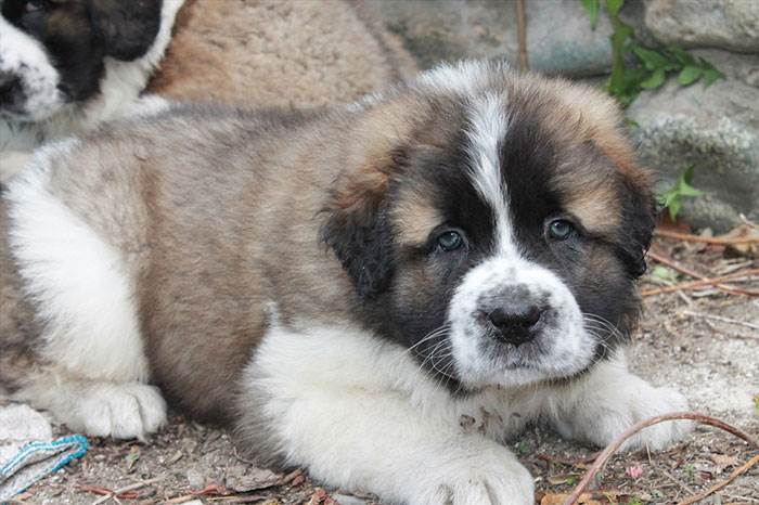 порода московская сторожевая