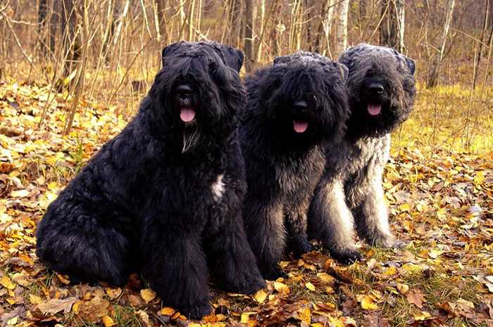 фландрийский бувье