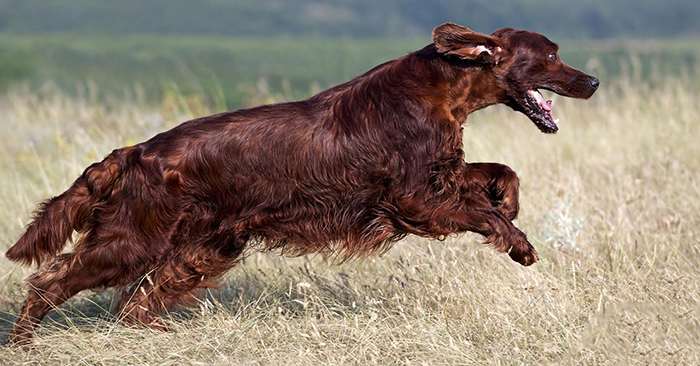 красный ирландский сеттер