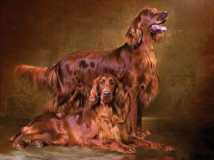 ирландский сеттер