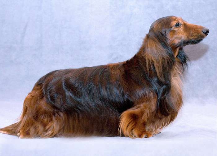 Такса кроличья длинношерстная