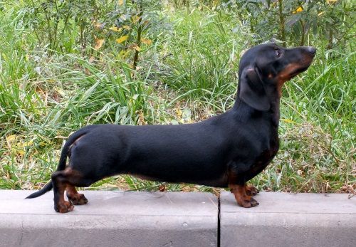 Такса кроличья короткошерстная