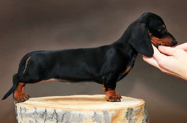 Такса миниатюрная короткошерстная