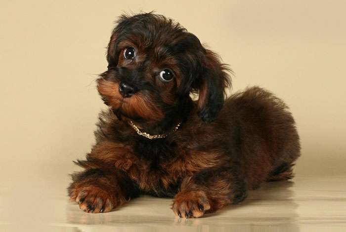 собака породы петербургская орхидея