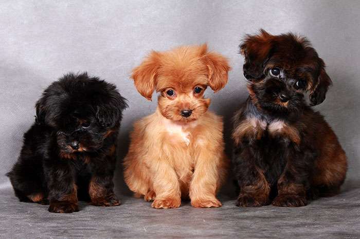 порода собак орхидея