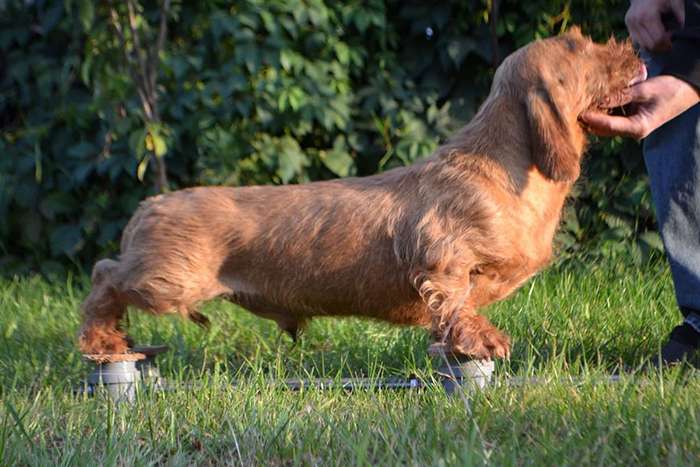 Такса стандартная жесткошерстная