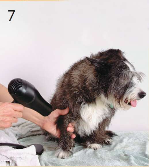 сушить лапы