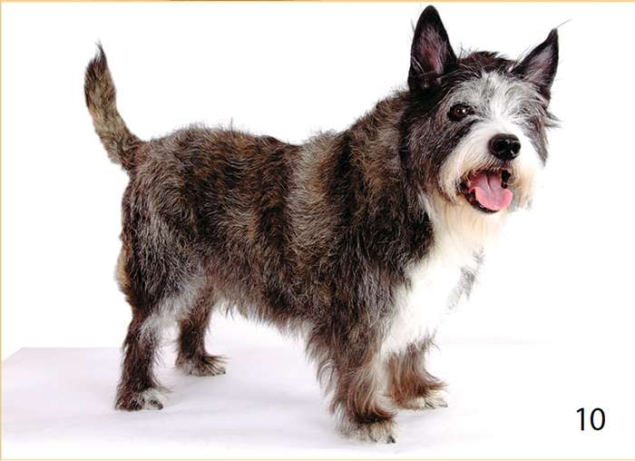 чистая собака