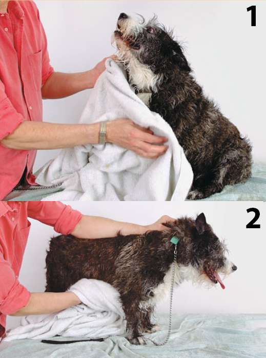 мытье собаки