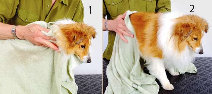 сушка собаки