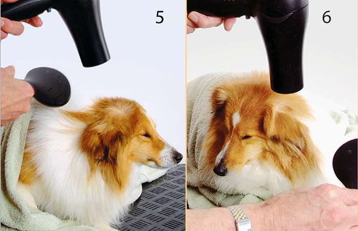 фен и собака