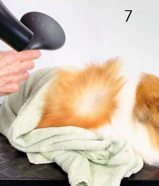 расчесываем собаку