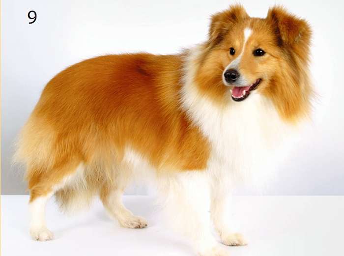 красивая собака