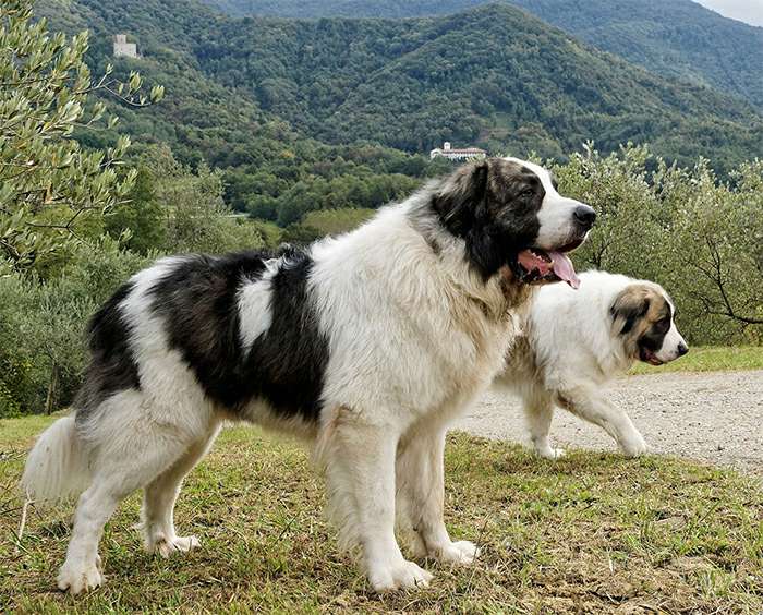 собака пиренейский мастиф