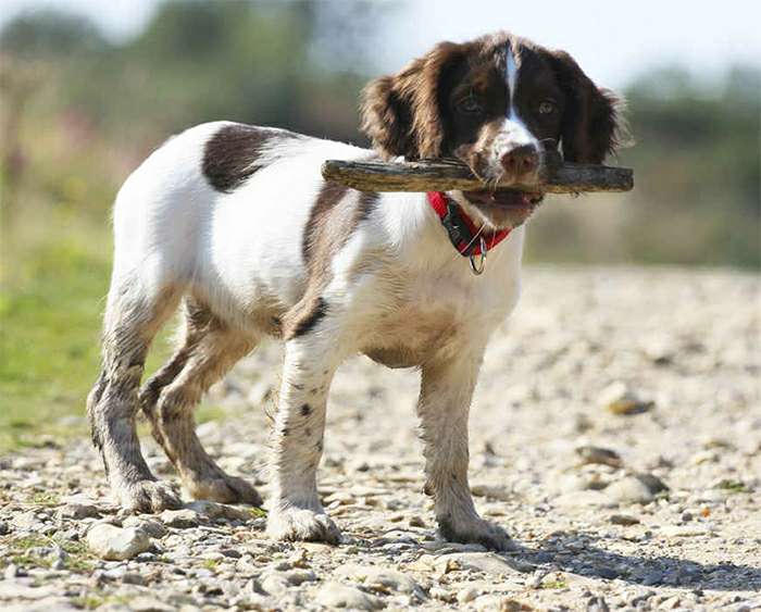 англ спрингер спаниель