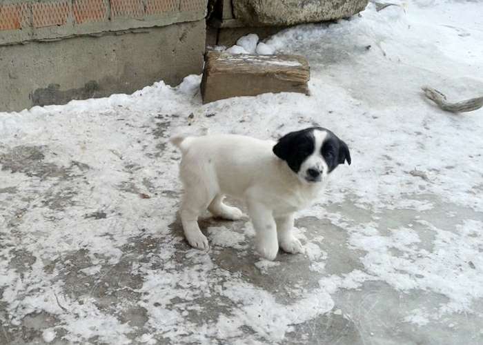 собака спанилайка