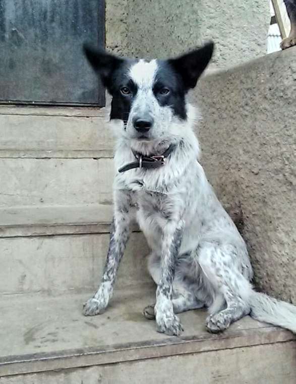 порода спанилайка