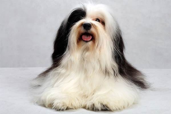 Гаванский бишон