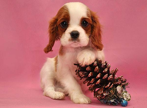 Кавалер-кинг-чарльз-спаниель