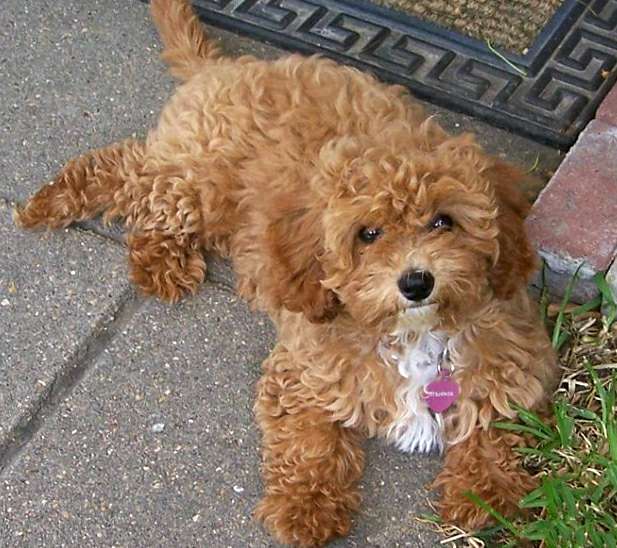 Кава-пу-чон