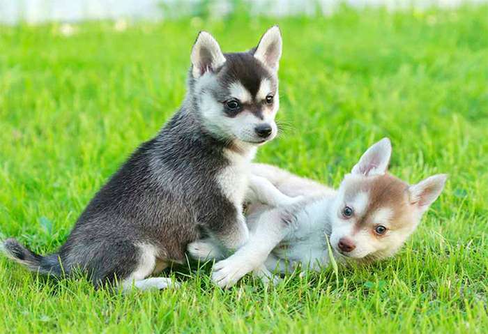 Аляскинский кли-кай