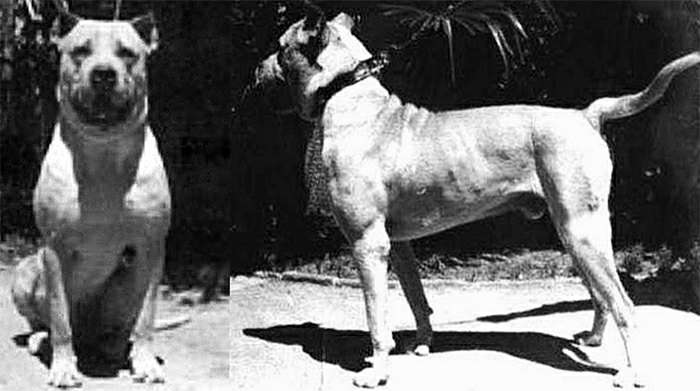 Кордовская бойцовская собака