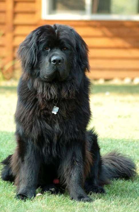 Московская водяная собака