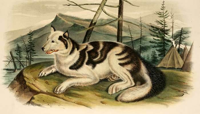 Индейские собаки сахту