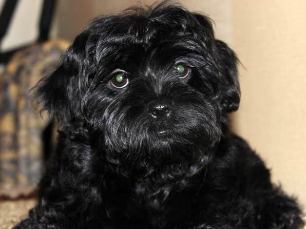 русские породы собак