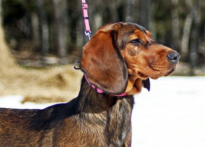 альпийская таксообразная гончая