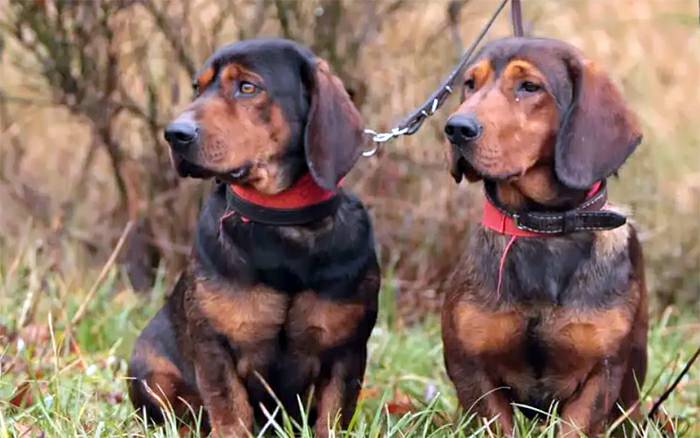 таксообразная альпийская гончая