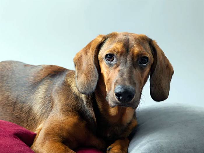 альпийский такс