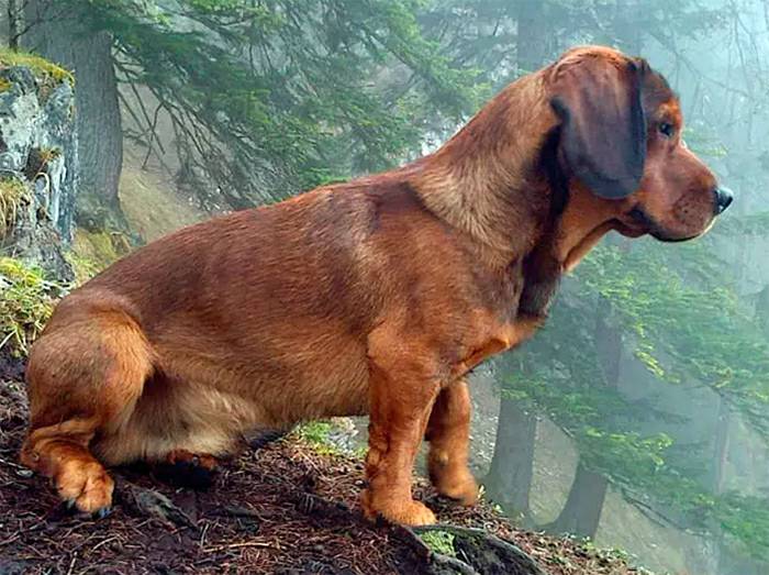 альпийский таксообразный бракк