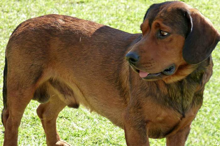 порода собак альпийская таксообразная гончая